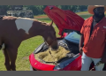 Rick Ross Ferrari horse