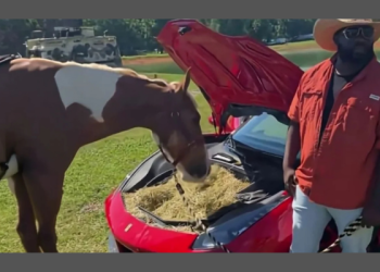 Rick Ross Ferrari horse